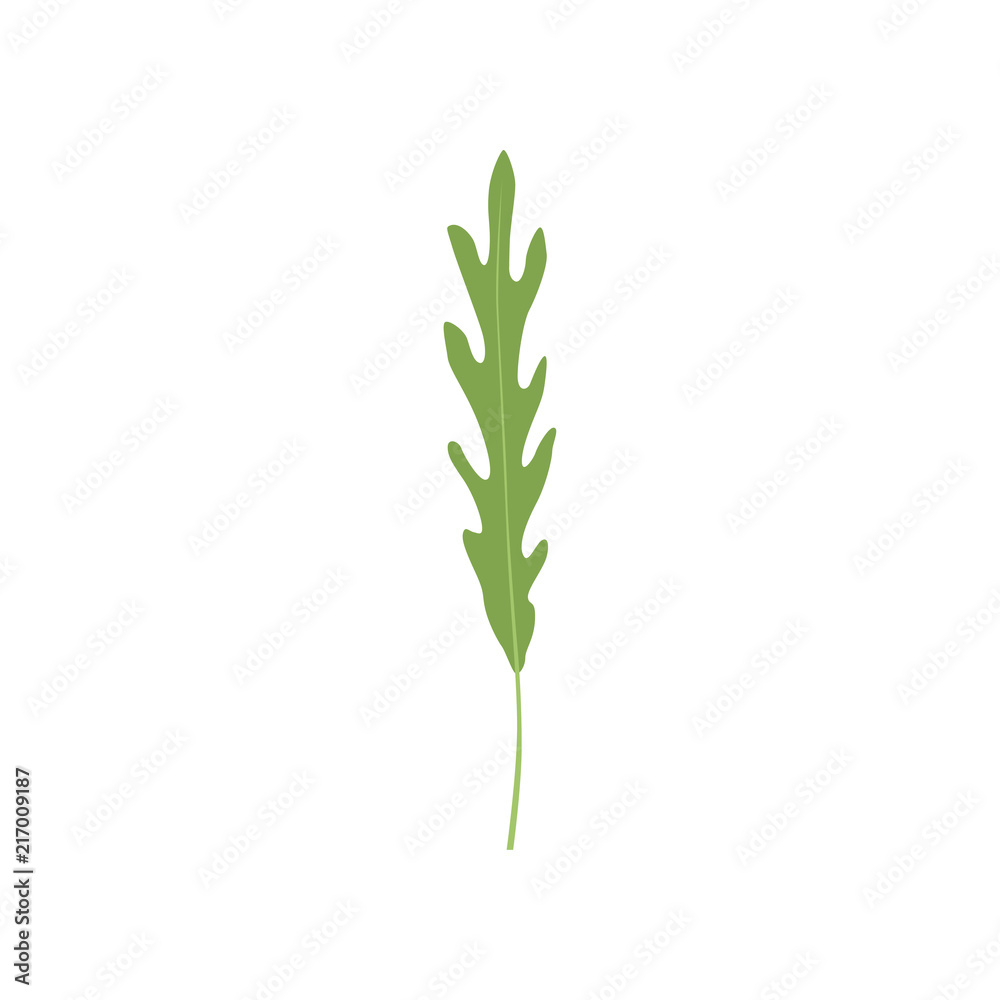 Obraz premium Fresh green arugula leaf, vegetarian healthy food, organic aromatic herb for cooking vector Illustration on a white background