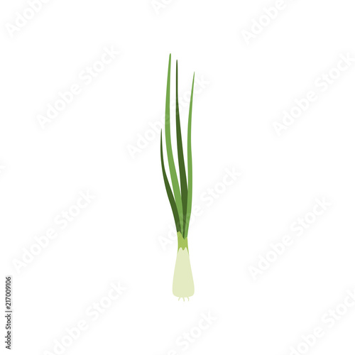 Green fresh chives, vegetarian healthy food, organic herb for cooking vector Illustration on a white background