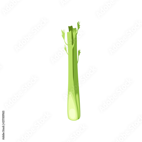 Fresh celery stalk, vegetarian healthy food, organic herb for cooking vector Illustration on a white background