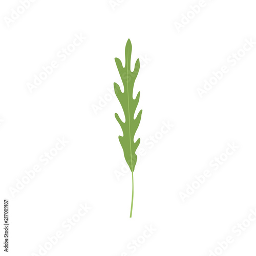 Fresh green arugula leaf, vegetarian healthy food, organic aromatic herb for cooking vector Illustration on a white background