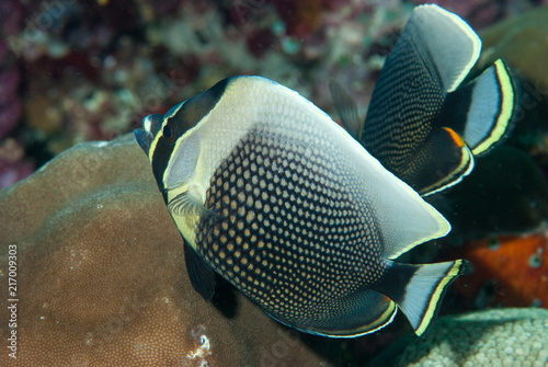 Reticulated Butterflyfish Chaetodon reticulatus