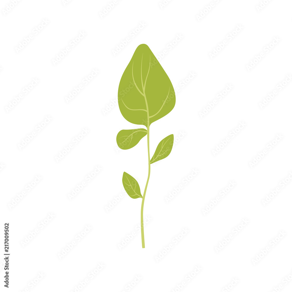 Green fresh oregano leaf, vegetarian healthy food, organic aromatic herb for cooking vector Illustration on a white background Green fresh oregano leaf, vegetarian healthy food, organic aromatic herb for cooking vector Illustration on a white background