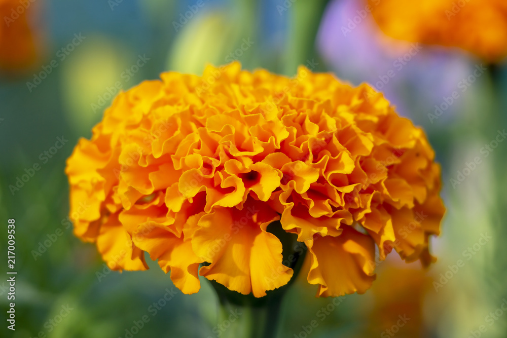 Fototapeta premium Beautiful orange flower.