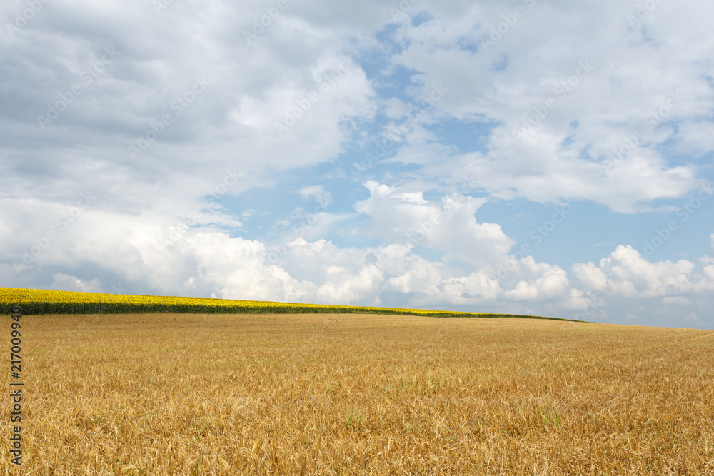 Beautiful rural landscape wheat field Beautiful rural landscape wheat field