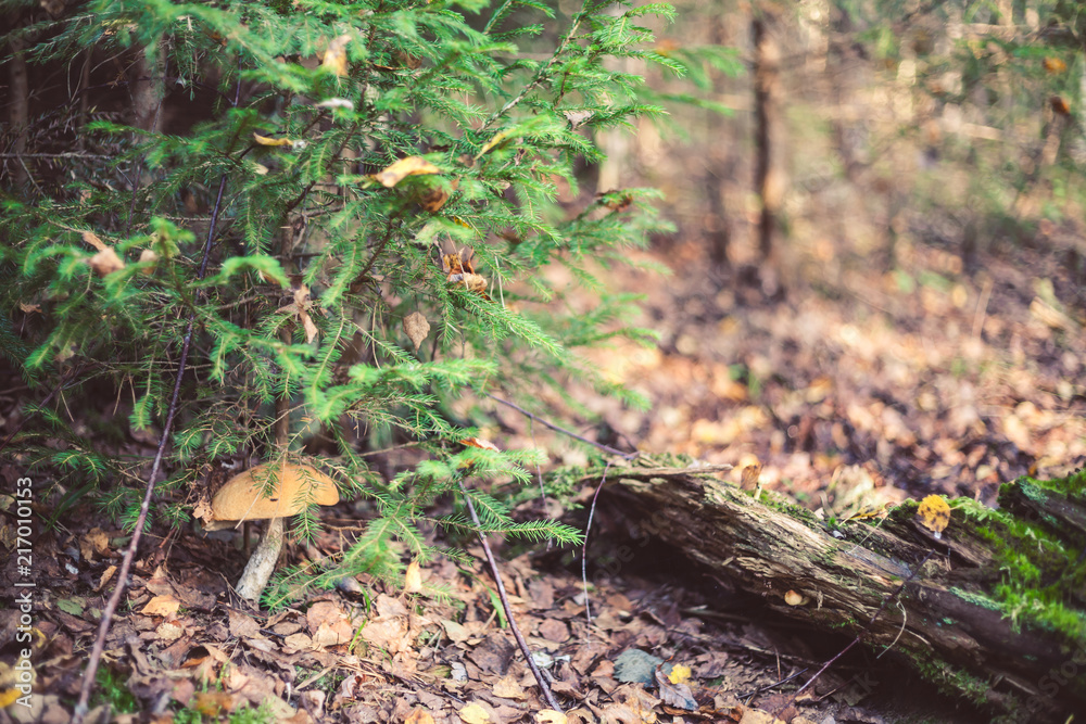 Mushroom in the forest