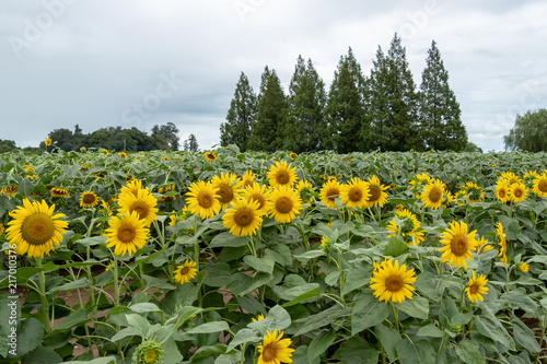 Sunflower of Akebono Agricultural Park in Kashiwa City  Chiba Prefecture  Japan   Akebono Agricultural Park is public park in Kashiwa city  Chiba  Japan