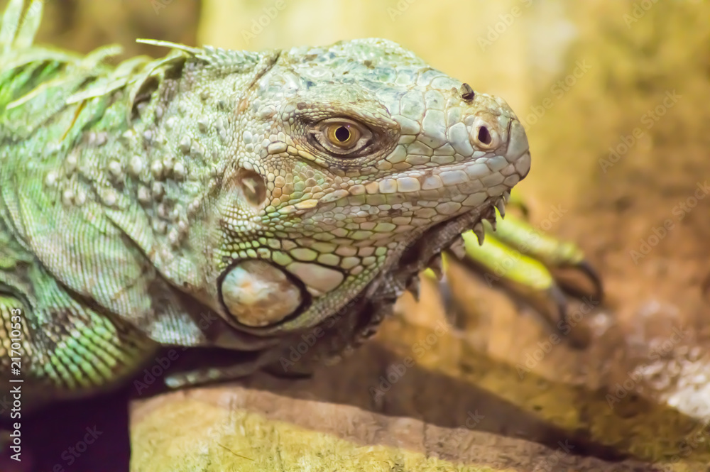 close up on the head of an iguana in a park close up on the head of an iguana in a park