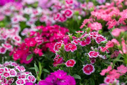 Beautiful Background of blooming Snowfire, China Doll, China Pink flower, pink Dianthus flowers (Dianthus chinensis) or Rainbow Pink flower in natural field. photo