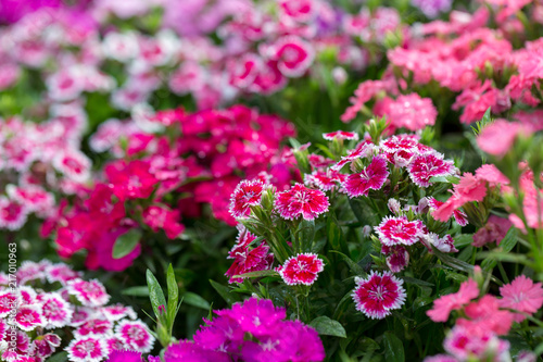Canvas-taulu Beautiful Background of blooming Snowfire, China Doll, China Pink flower, pink Dianthus flowers (Dianthus chinensis) or Rainbow Pink flower in natural field