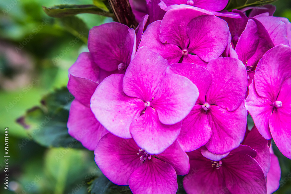Hortensia flowers in close up