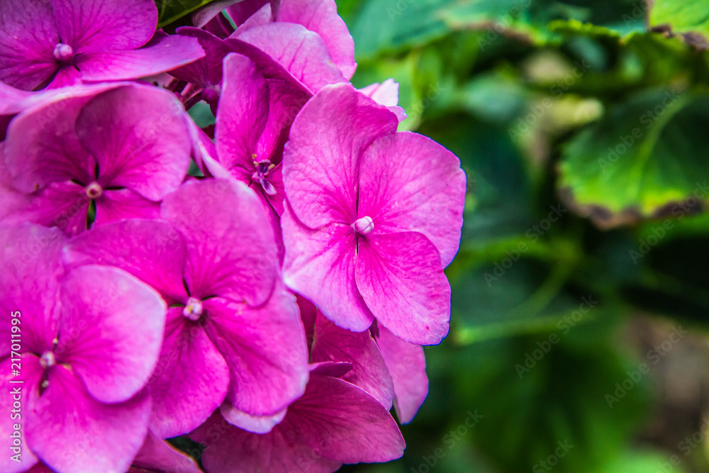 Hortensia flowers in close up