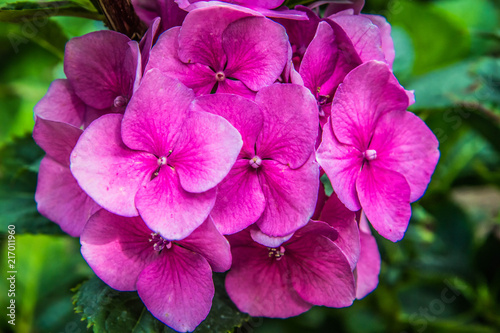 Hortensia flowers in close up