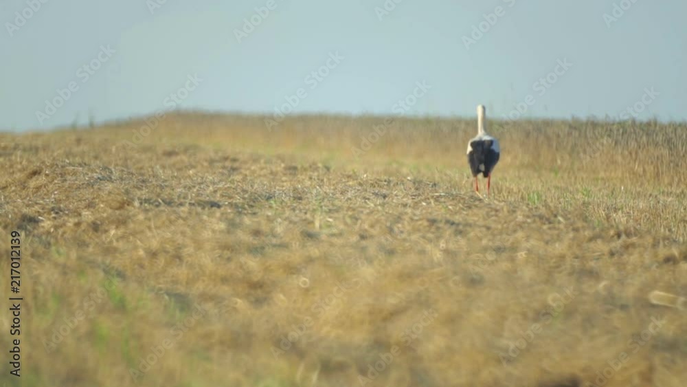 Stork walks the field after harvesting wheat. Crane stork in the field is looking for food.
Stork walks the field after harvesting wheat. Crane stork in the field is looking for food.