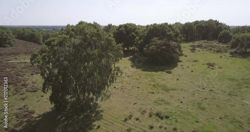 Aerial shot of big tree part 2. photo