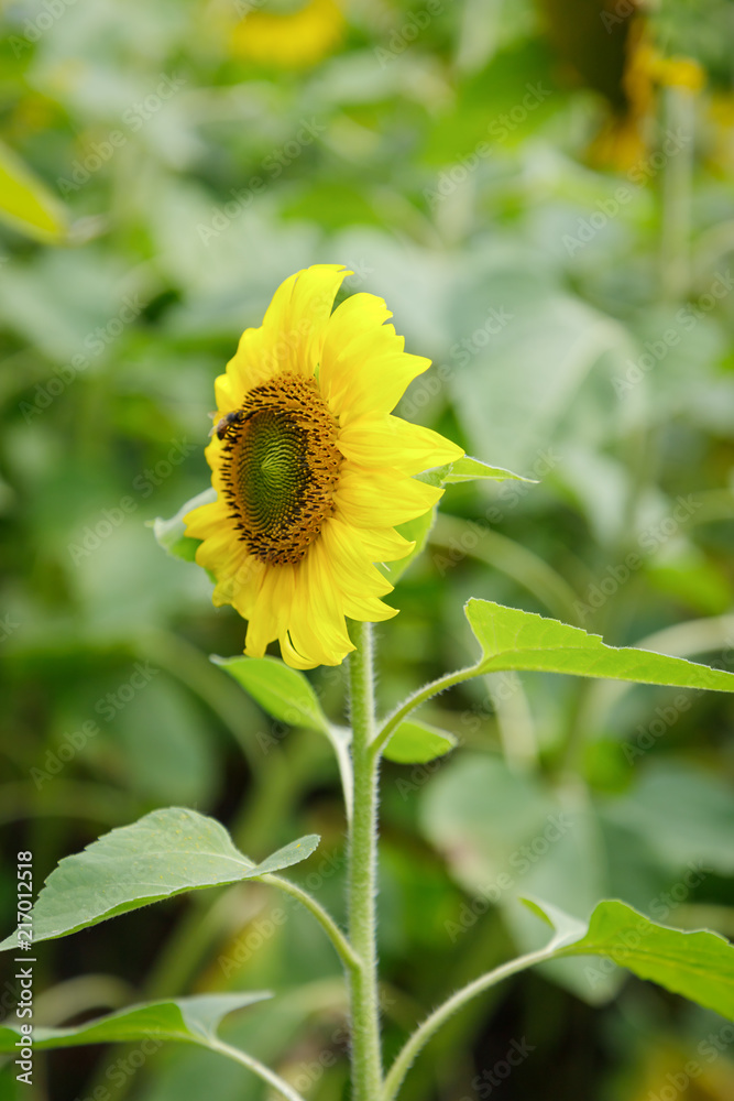 Yellow sunflower and a bee on a green background Yellow sunflower and a bee on a green background