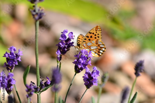 Butterfly on lavender - queen of Spain fritillary