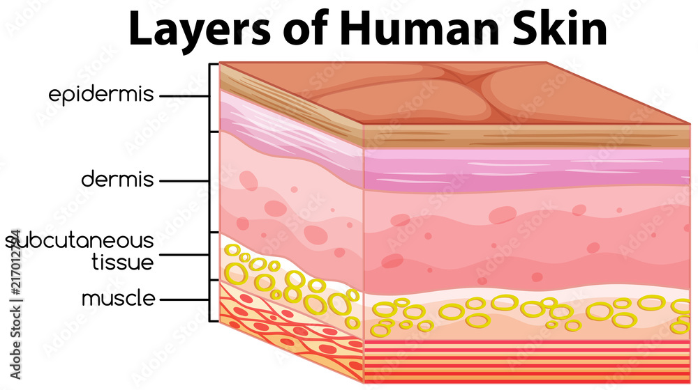 Layers of human skin concept Stock Vector | Adobe Stock