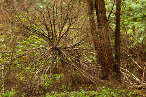 Fallen tree top towards camera