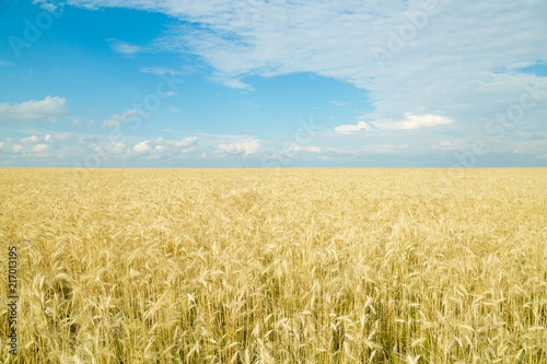 Endless wheat field. Beautiful landscape. Rich harvest.