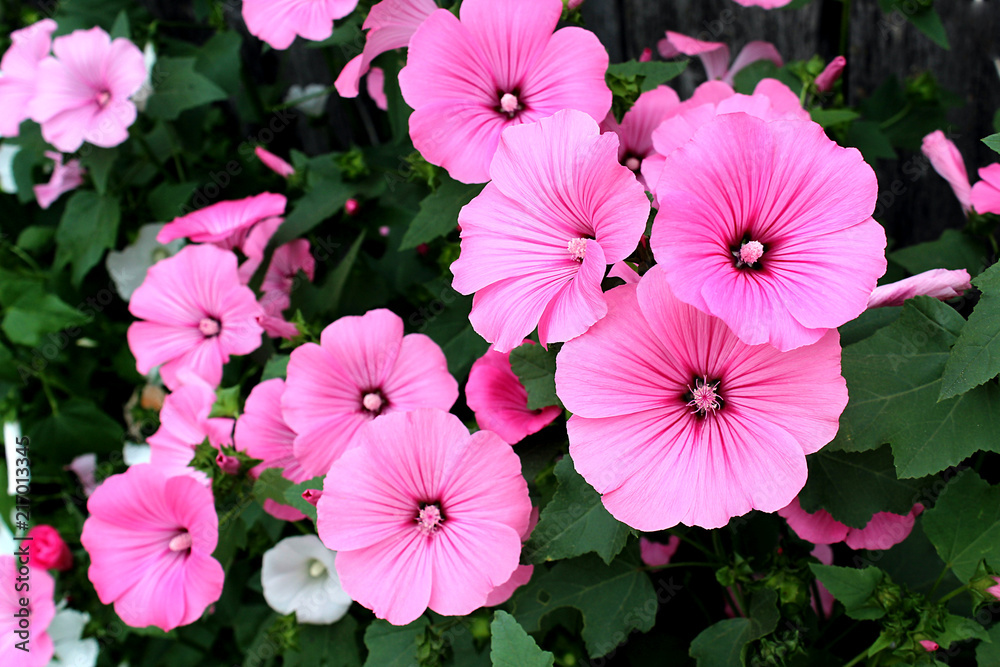 Fototapeta premium Pink flowers under the name of the lavaera blossomed on the flowerbed