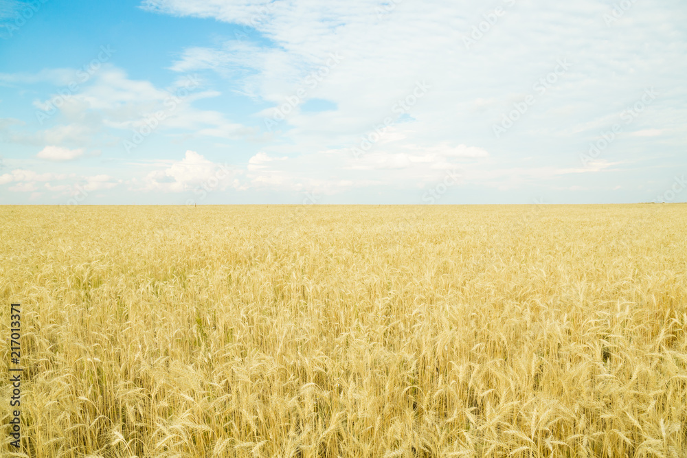 Endless wheat field. Beautiful landscape. Rich harvest.