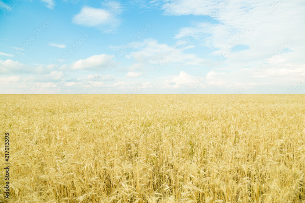 Endless wheat field. Beautiful landscape. Rich harvest. Endless wheat field. Beautiful landscape. Rich harvest.