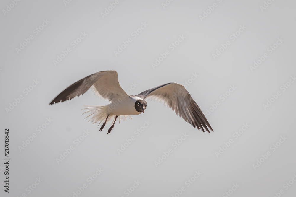 Laughing Gull (Leucophaeus atricilla) in flight. Laughing Gull (Leucophaeus atricilla) in flight.