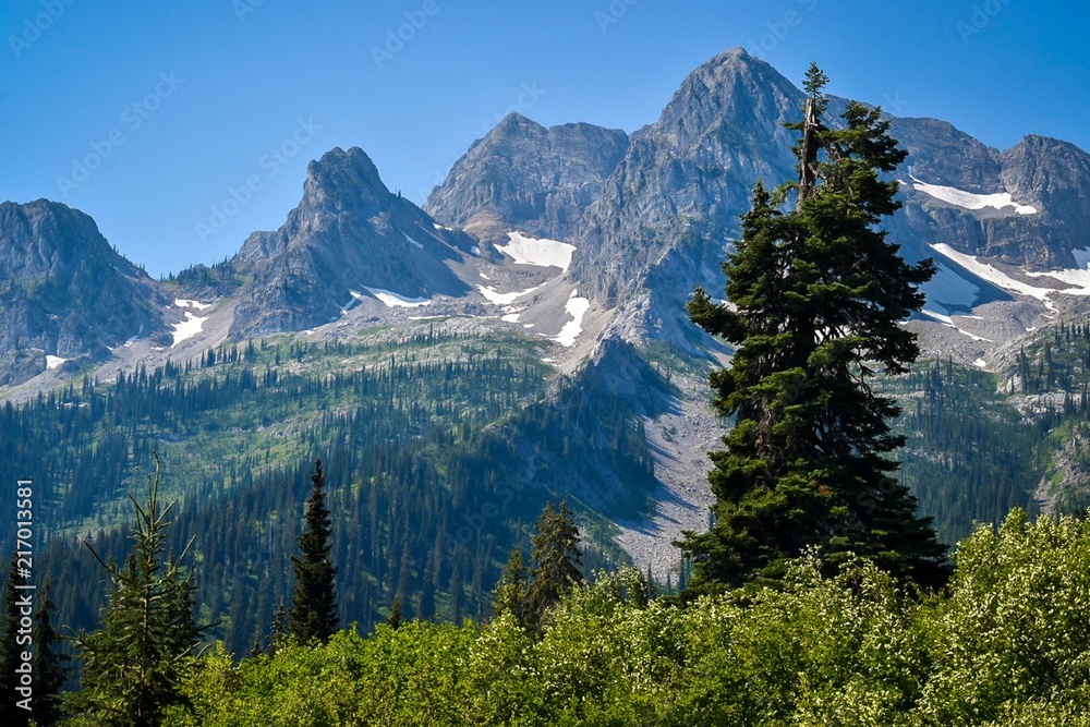Mountain range Looms in Background of Tall Pine Tree