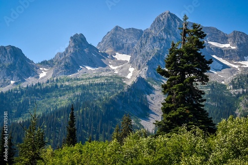 Mountain range Looms in Background of Tall Pine Tree photo