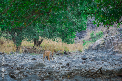 Fototapeta Naklejka Na Ścianę i Meble -  A tigress resting under shade of tree in scorching heat of bandhavgarh National Park