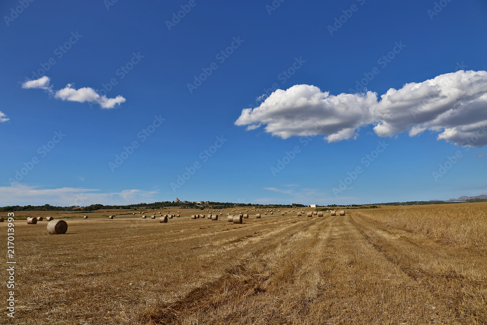 Obraz premium Countryside with crops and castle