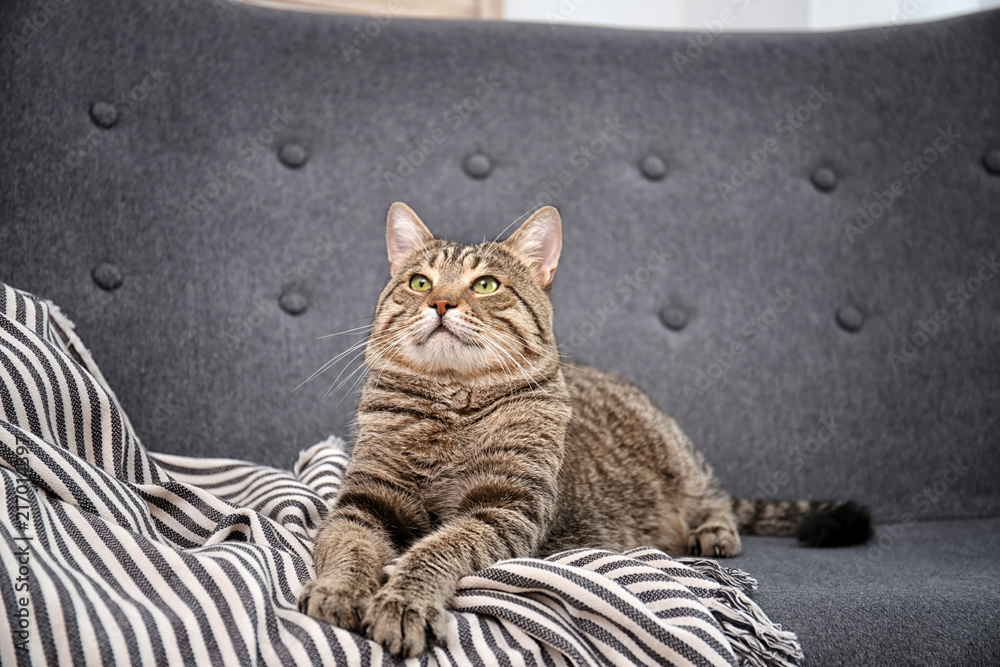 Cute cat resting on sofa at home Cute cat resting on sofa at home