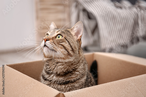 Fototapeta Naklejka Na Ścianę i Meble -  Cute cat playing with cardboard box at home
