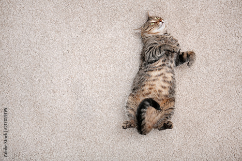 Fototapeta Naklejka Na Ścianę i Meble -  Cute cat resting on carpet at home, top view