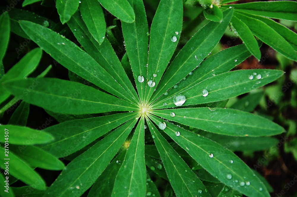 Raindrops on a green plant
