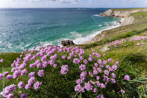 Fleurs rose devant la mer