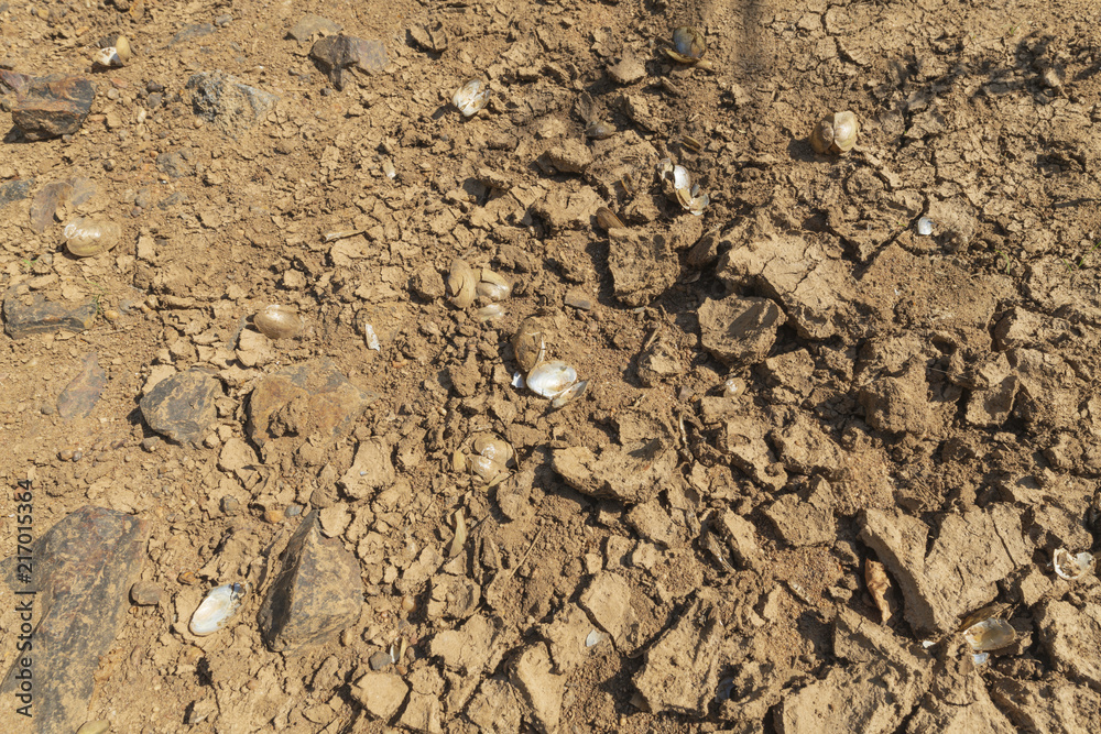 Leere Muschelschalen in einem ausgetrockneten Flußbett Leere Muschelschalen in einem ausgetrockneten Flußbett