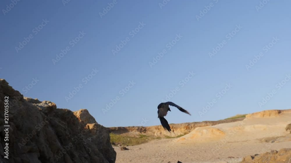Fly Away Crow in Ultra Slow Motion Fly Away Crow in Ultra Slow Motion