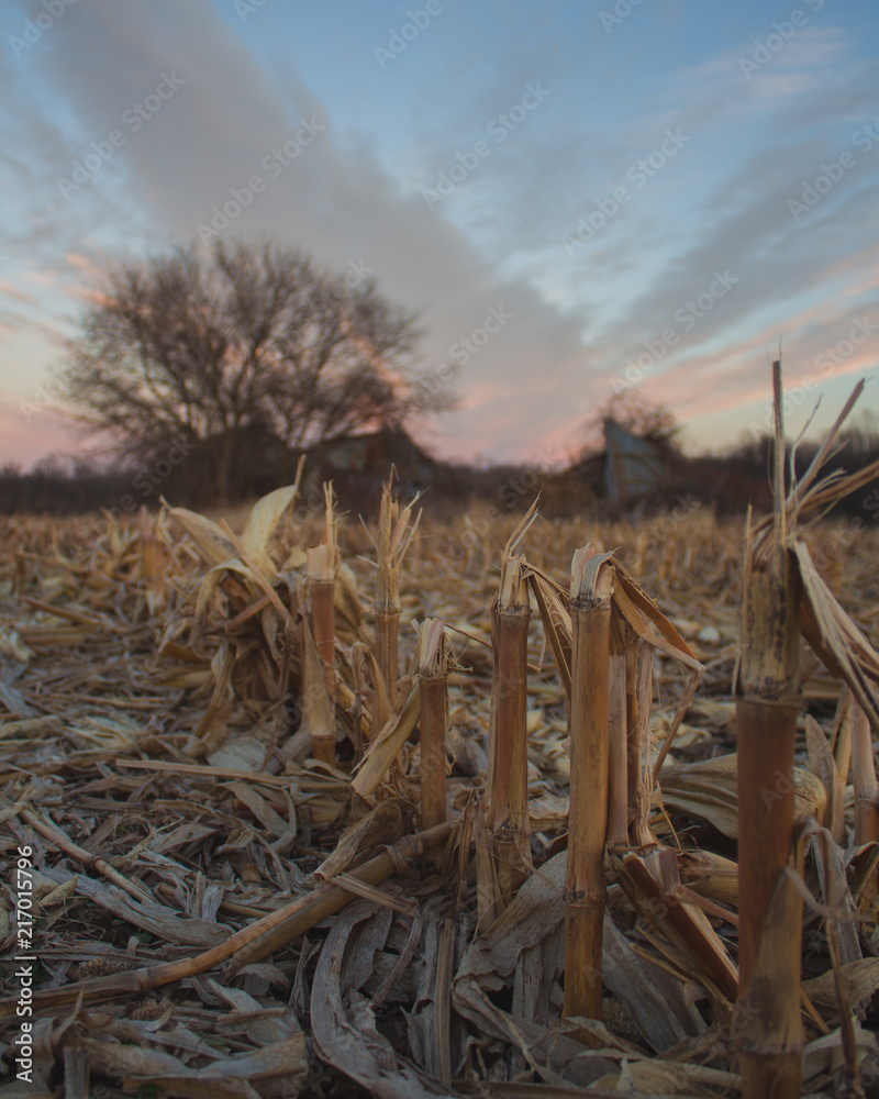 Fototapeta premium Cornfield