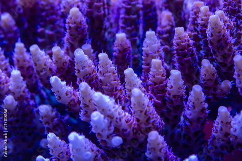 Close up of red short polyp stony acropora photo