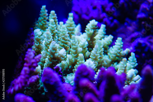 Close up of Bright green short polyp stony acropora(Acropora sp.) coral's polyps filtering nutrients