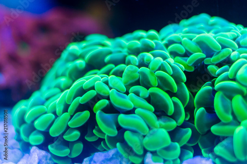 Fototapeta Naklejka Na Ścianę i Meble -  Close up of Green Hammer Coral (Euphyllia ancora)