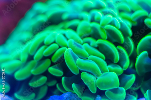 Close up of Green Hammer Coral (Euphyllia ancora)