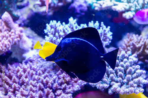 Black Longnose Tang (Zebrasoma rostratum) native fish of in the South Pacific. Expensive in ornamental fish market photo