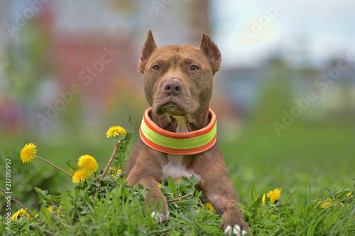brown pit bull terrier with dandelions photo