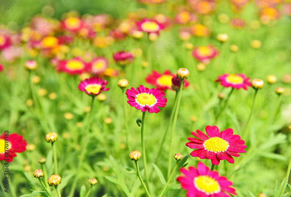 A lot and colorful of pink marguerites or Daisy Carmine Supernova on field with bokeh background