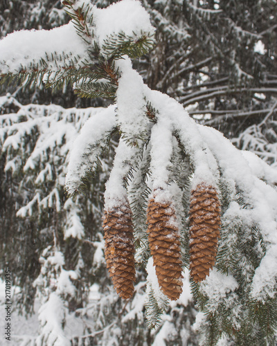 Wallpaper Mural Pine Cones 2 Torontodigital.ca
