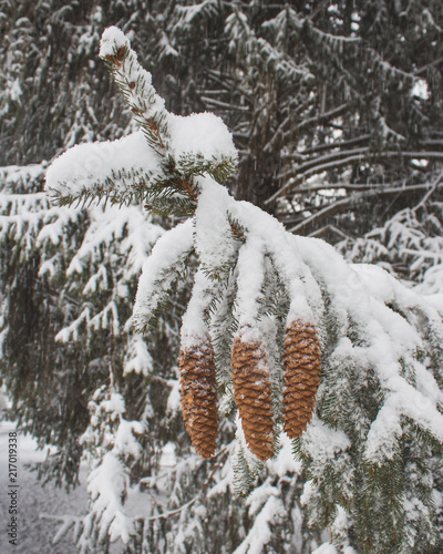 Wallpaper Mural Pine Cones Torontodigital.ca