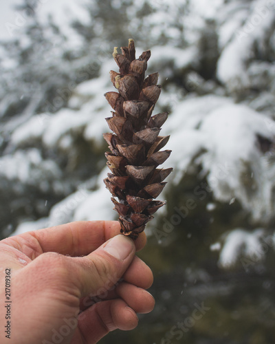 Wallpaper Mural Pine Cone Torontodigital.ca