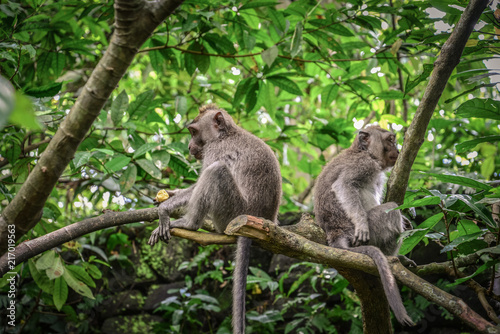 Fototapeta Naklejka Na Ścianę i Meble -  Portrait of two monkeys in Sacred Monkey Forest